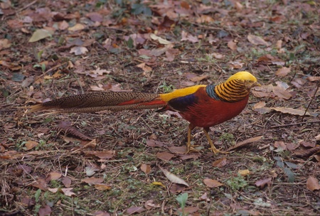 London,Kew Gardensの写真素材