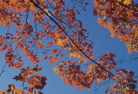 Maple leaves