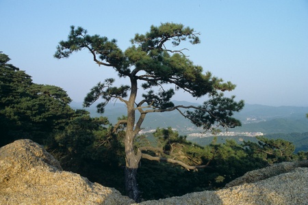 Pine treesの写真素材
