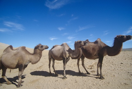 Inner Mongolia,Chinaの写真素材