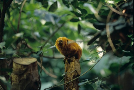 Monkeyの写真素材