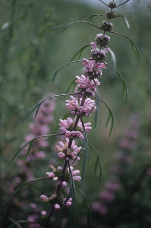 Inner Mongoliaの写真素材