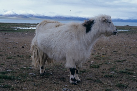 Sheep,Tibetの写真素材