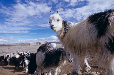 Nagqu Prefecture,Tibet,Chinaの写真素材