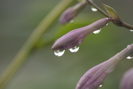 Flowerの写真素材