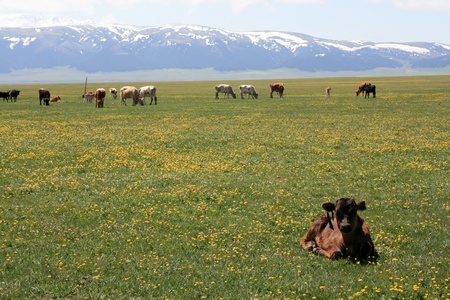 Sayram Lake,Xinjiang Province,Chinaの写真素材