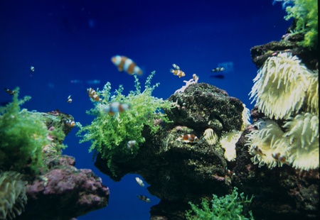 Sea fishの写真素材