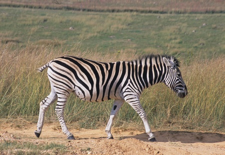 Zebraの写真素材