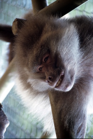 Monkey