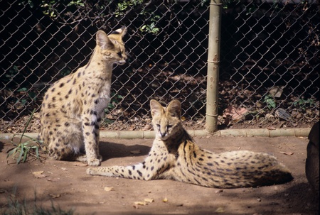 Leopardsの写真素材