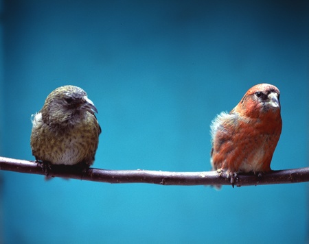 Close-up of parrotの写真素材