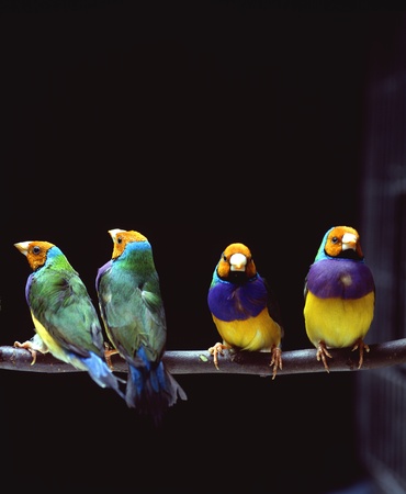 Close-up of birdsの写真素材