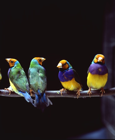 Close-up of birdsの写真素材