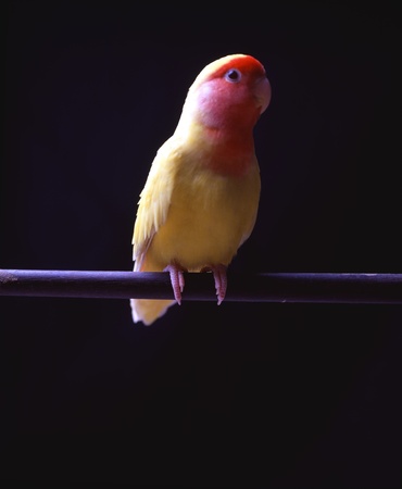 Close-up of birdsの写真素材