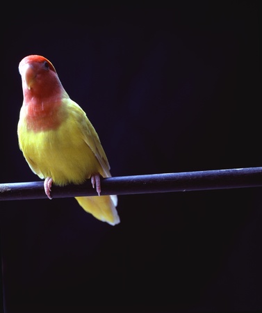 Close-up of parrotの写真素材