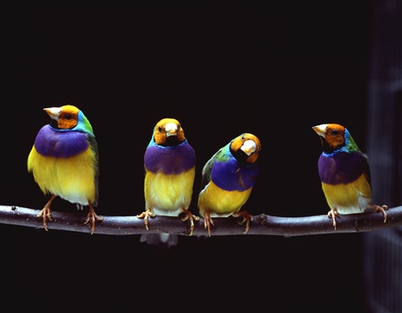Close-up of birdsの写真素材