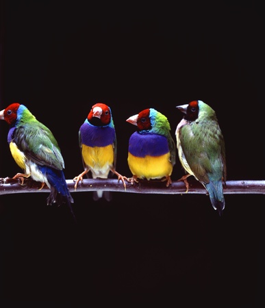 Close-up of birdsの写真素材