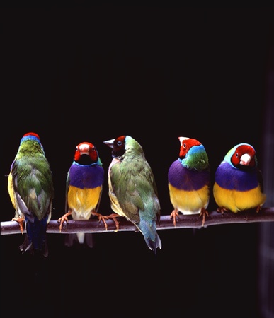 Close-up of birdsの写真素材