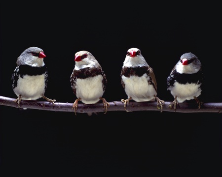 Close-up of birdsの写真素材