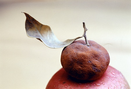 Dried orangeの写真素材