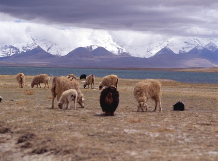 Beautiful scenics at Tibetの写真素材