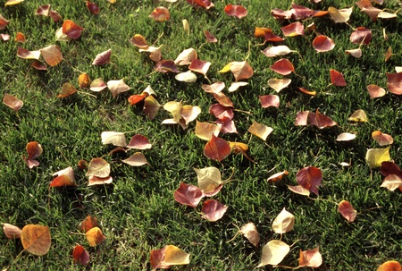 Falling leavesの写真素材