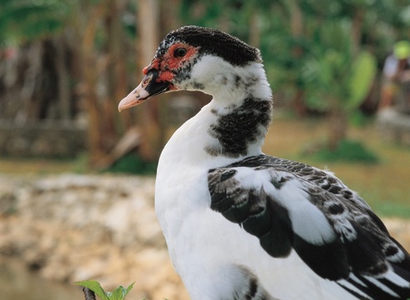 Animal lifeの写真素材