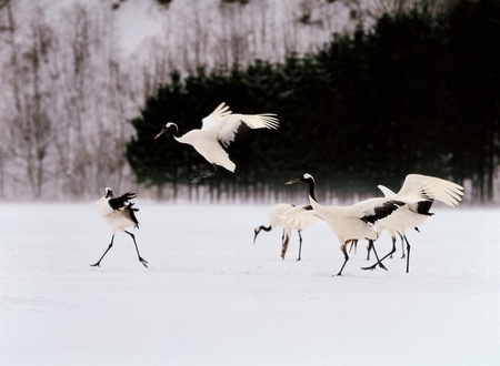 Animal lifeの写真素材