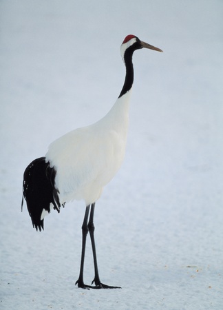 Animal lifeの写真素材