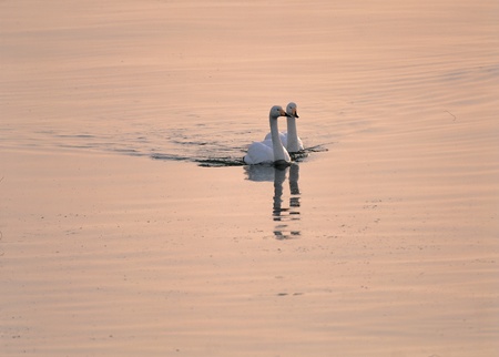 Animal lifeの写真素材