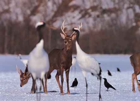 Animal lifeの写真素材