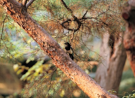 Animal lifeの写真素材