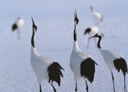 Animal lifeの写真素材