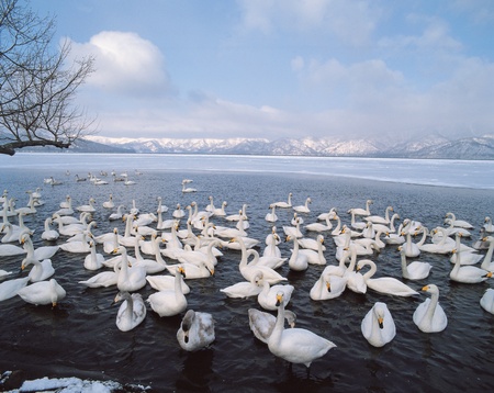 Animal lifeの写真素材