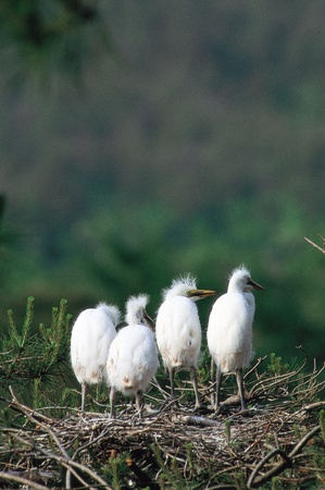 Animal lifeの写真素材