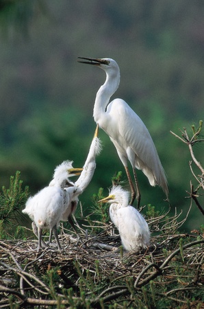 Animal lifeの写真素材