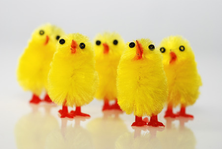 easter chickの写真素材