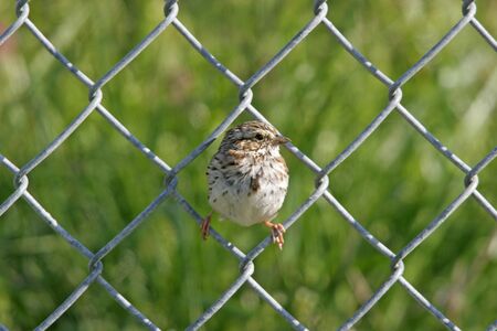 Baby Sparrow on fence in Chesterfield, Virginia.の写真素材