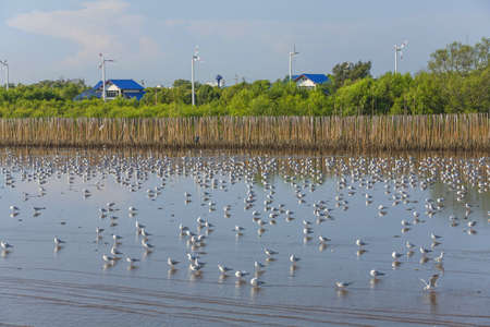 seagulls live in mangrove of thailandの写真素材