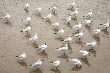 seagulls live in mangrove of thailandの写真素材