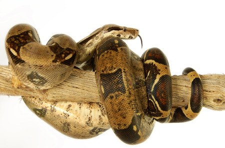 A snake coiling up a branch