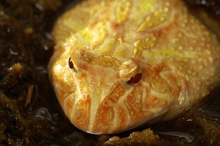An up-close picture of a yellow frog with red eyes