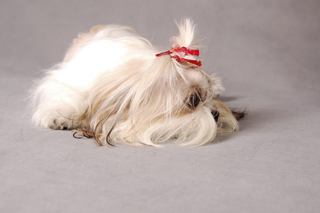 A Shih Tzu with red ribbons sleeping with its hair covering its face
