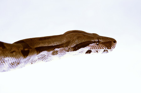 An up-close picture of a snake's head