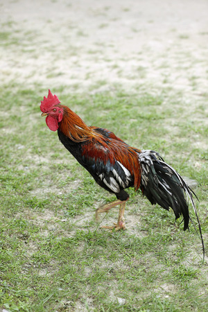 Rooster on house compoundの写真素材