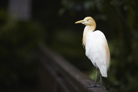 Side view shot of a cattle egretの写真素材