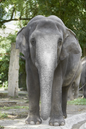 Front view of an elephantの写真素材