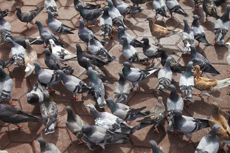 A flock of pigeonsの写真素材
