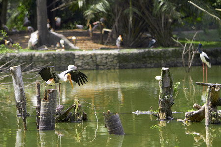 Milky stork landing carefully on a tree trunkの写真素材