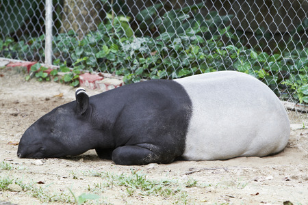 A Malayan tapir sleeping on the groundの写真素材